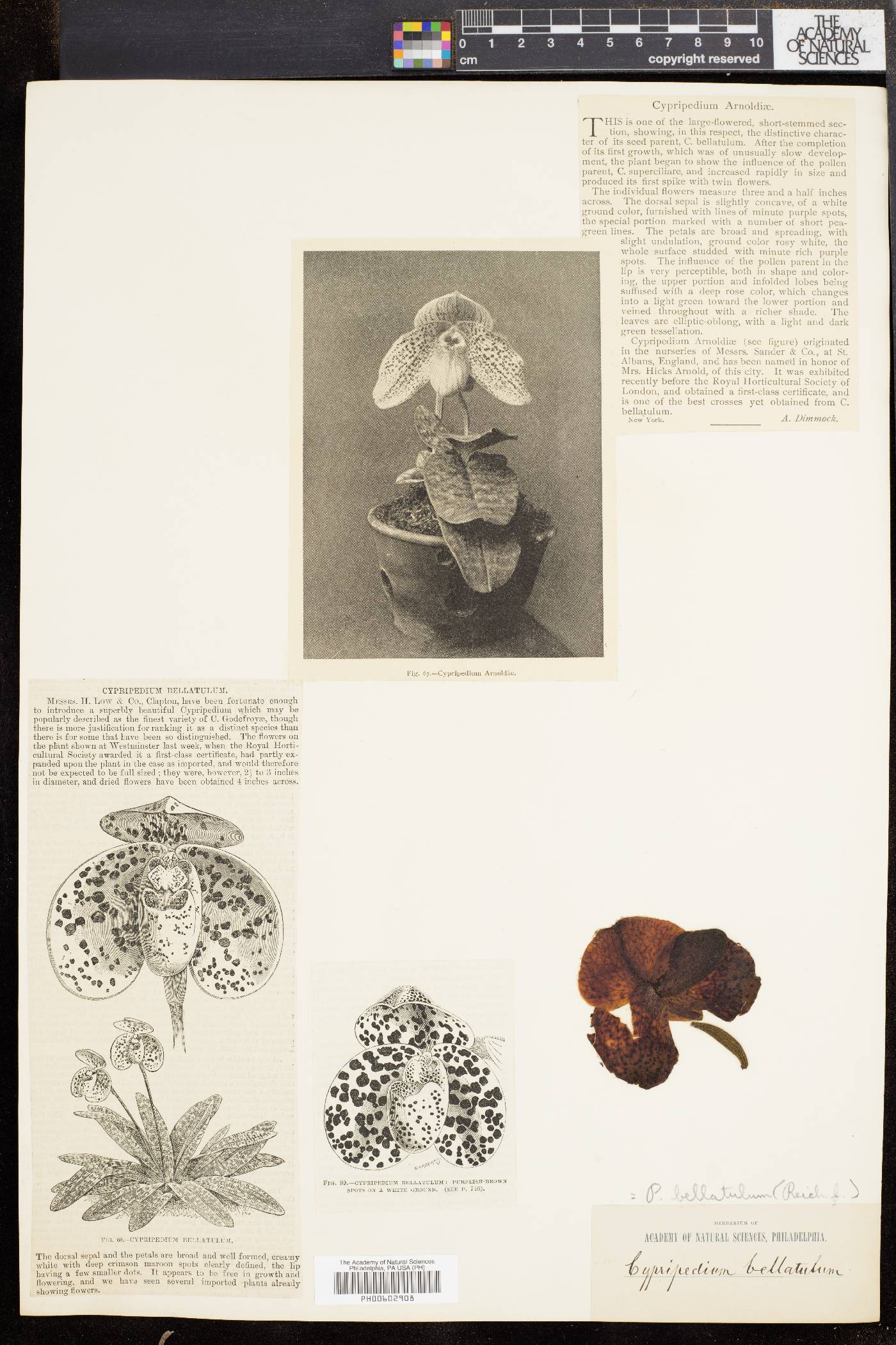 Paphiopedilum bellatulum image