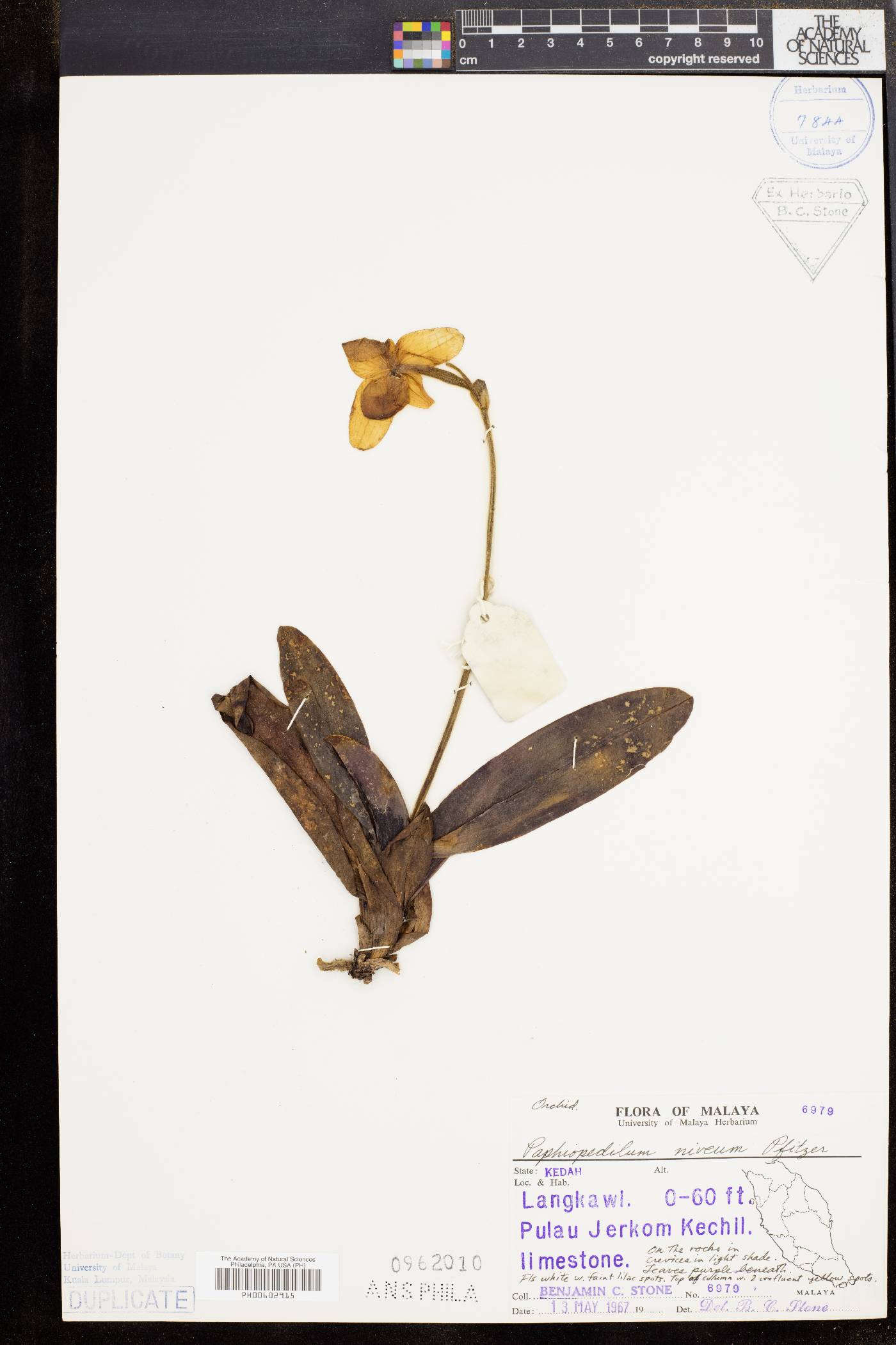 Paphiopedilum niveum image