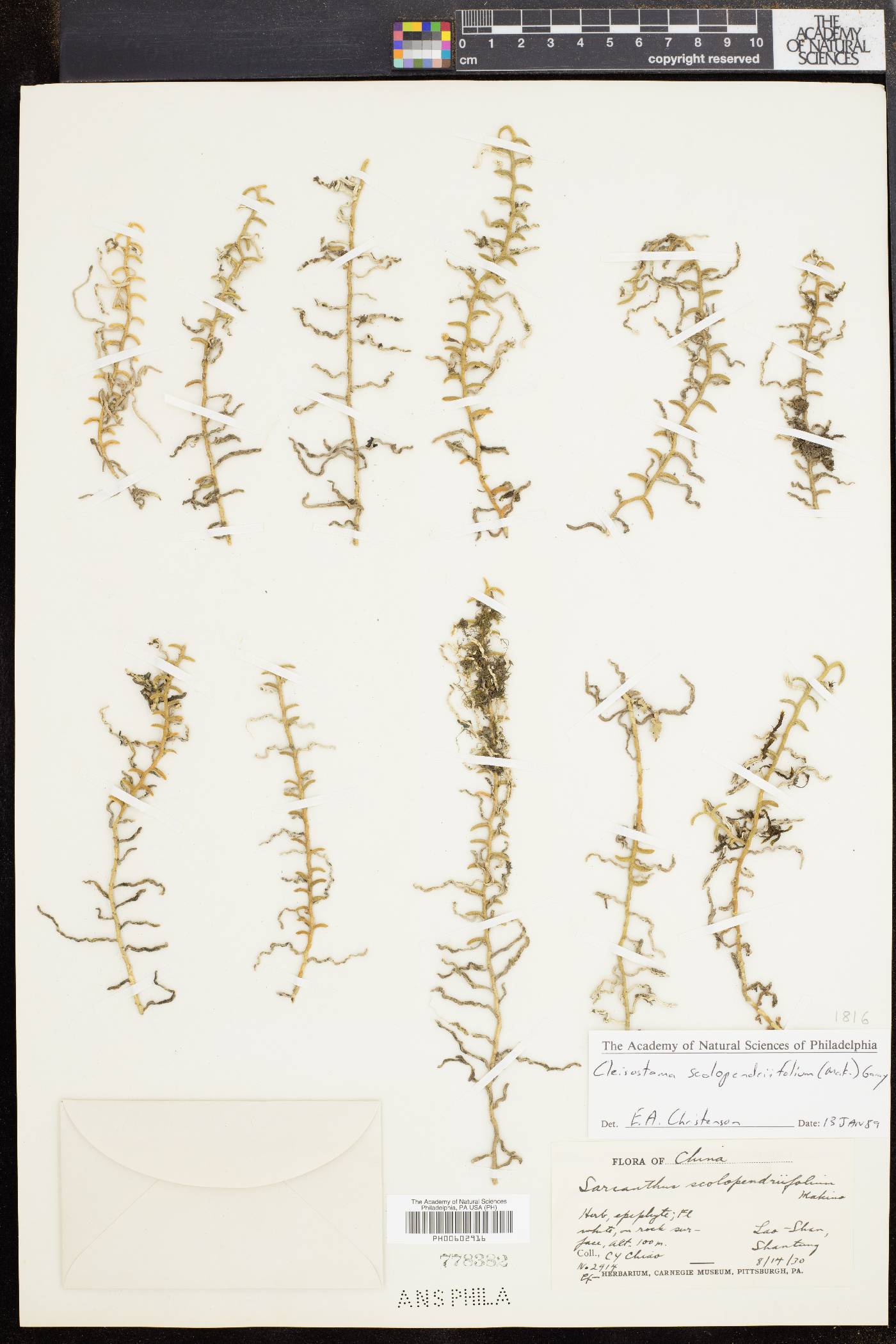 Pelatantheria scolopendrifolia image