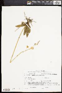 Image of Phalaenopsis pulcherrima