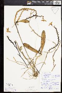 Image of Phalaenopsis cornu-cervi