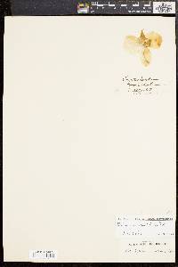 Image of Phalaenopsis amabilis