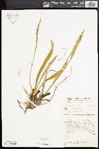 Image of Phreatia sulcata