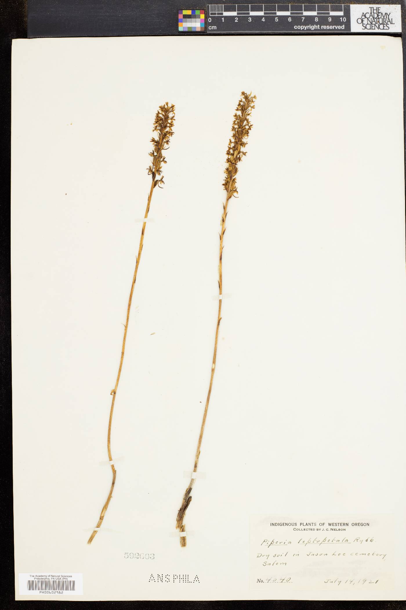 Piperia leptopetala image