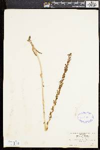 Piperia elegans image