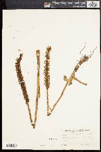Piperia multiflora image