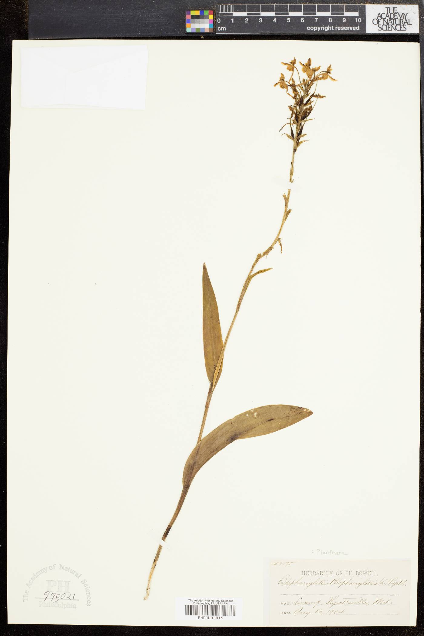 Platanthera blephariglottis image