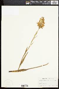 Platanthera ciliaris image