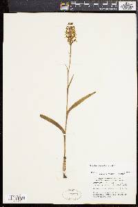 Platanthera cristata image