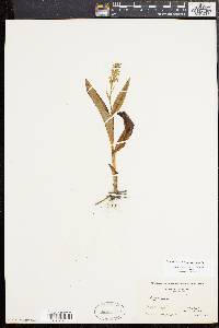 Platanthera flava image