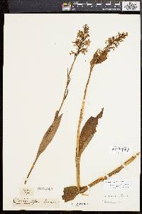 Platanthera lacera image