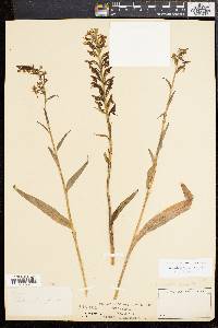 Platanthera lacera image