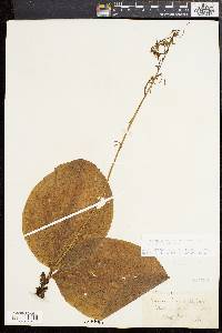 Platanthera macrophylla image