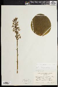 Platanthera orbiculata image