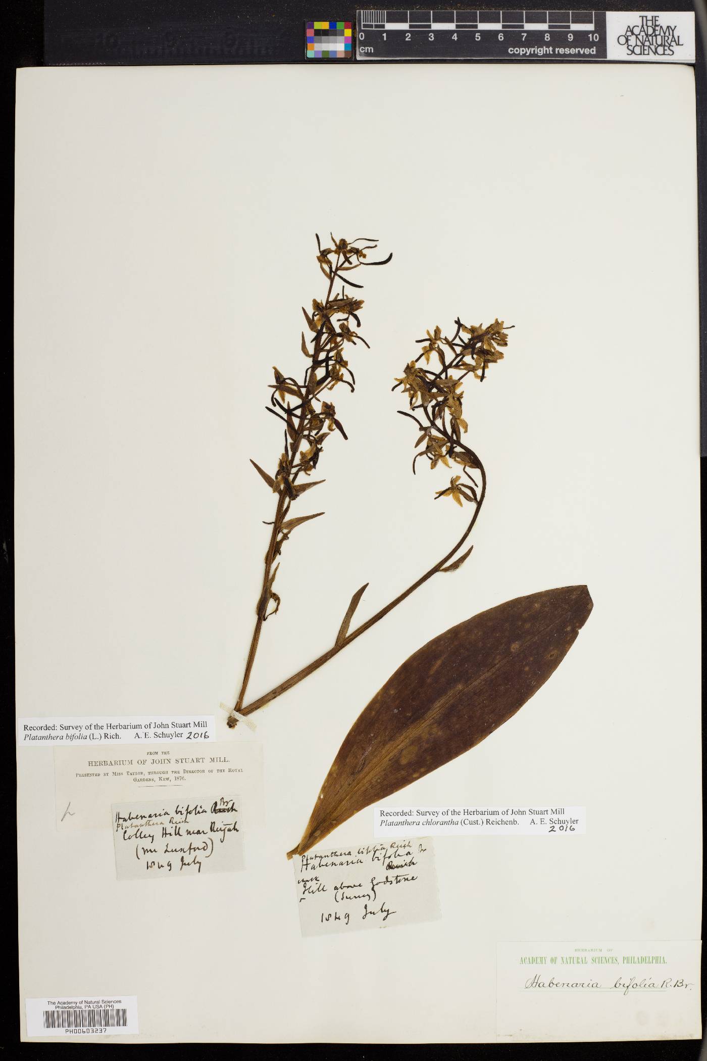 Platanthera bifolia image