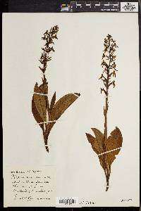 Platanthera chlorantha image