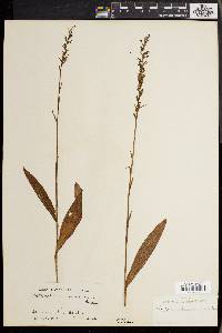 Platanthera ussuriensis image