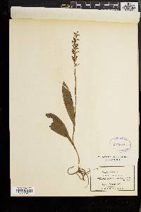 Platanthera sachalinensis image