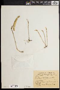 Image of Acianthera pubescens