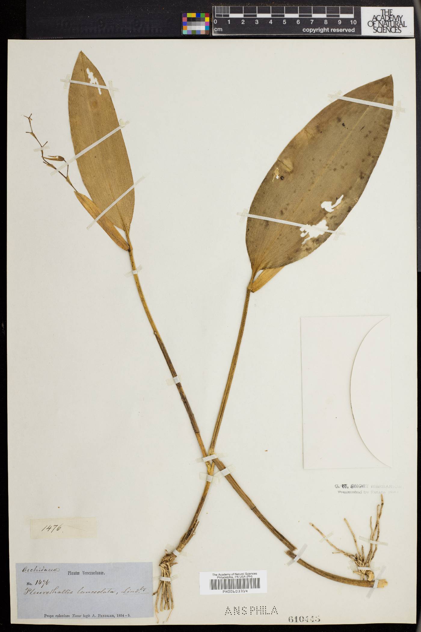 Stelis lanceolata image