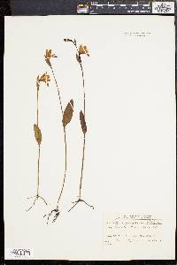 Pogonia ophioglossoides image