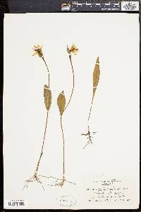 Pogonia ophioglossoides image