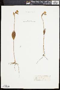 Pogonia ophioglossoides image