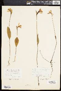 Pogonia ophioglossoides image