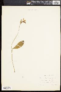 Pogonia ophioglossoides image