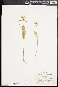 Pogonia ophioglossoides image