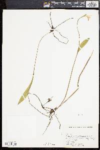 Pogonia ophioglossoides image