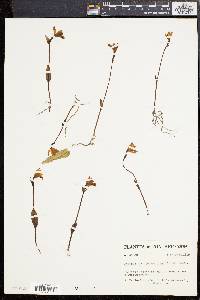 Pogonia ophioglossoides image