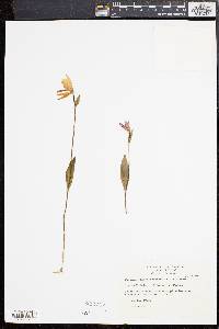 Pogonia ophioglossoides image