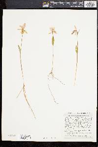 Pogonia ophioglossoides image