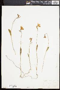 Pogonia ophioglossoides image