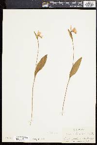 Pogonia ophioglossoides image