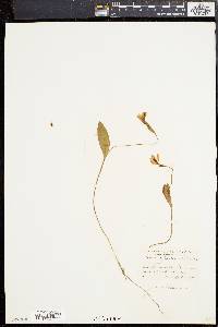 Pogonia ophioglossoides image