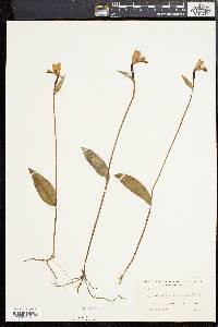 Pogonia ophioglossoides image