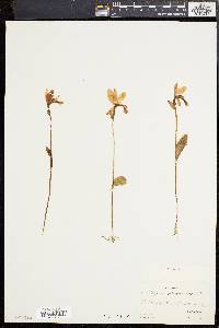 Pogonia ophioglossoides image