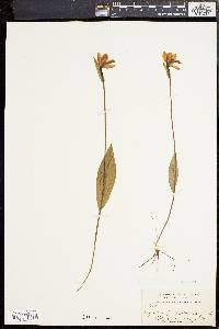 Pogonia ophioglossoides image