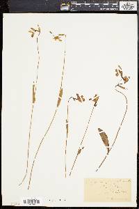 Pogonia ophioglossoides image