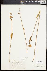 Pogonia ophioglossoides image