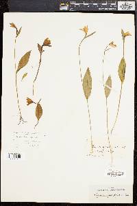 Pogonia ophioglossoides image