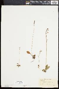 Ponthieva pauciflora image