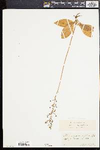 Image of Ponthieva glandulosa