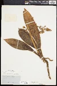 Image of Ponthieva maculata