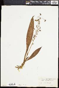 Ponthieva maculata image