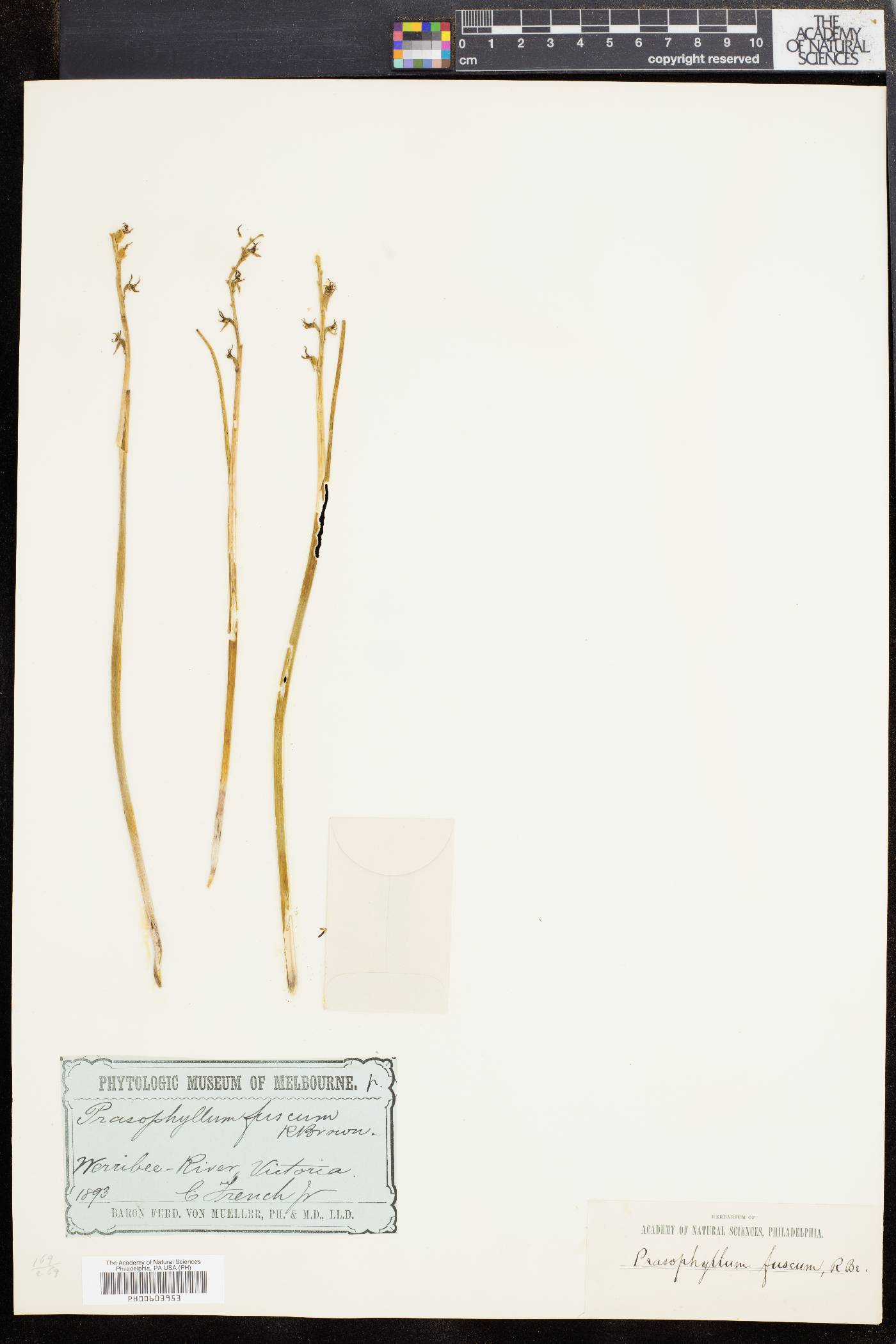 Prasophyllum fuscum image