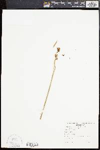 Prasophyllum suttonii image