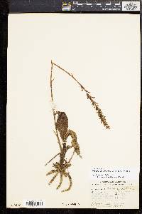 Galeoglossum tubulosum image